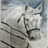 The white Horse